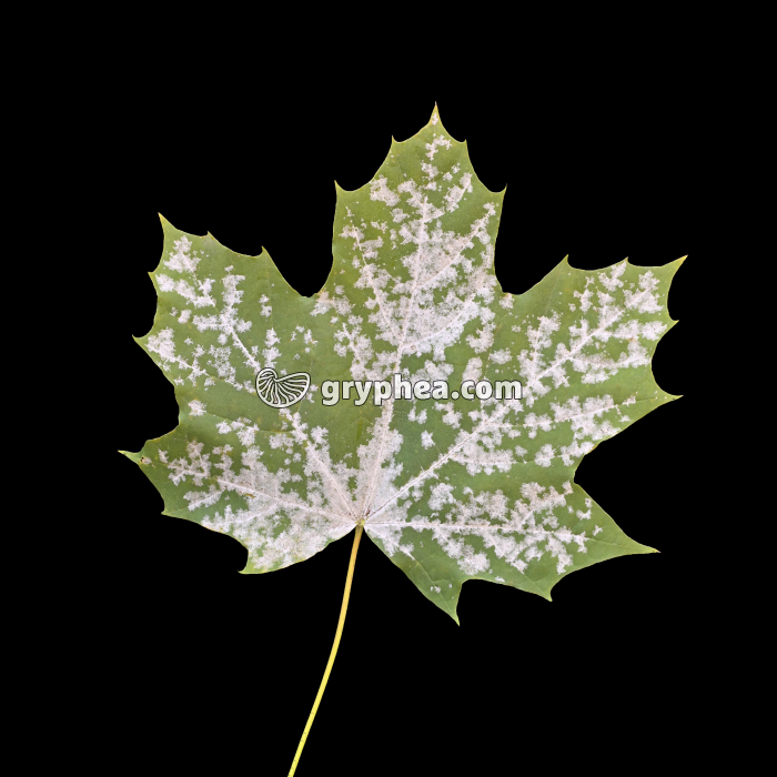 Moisisures sur feuille d'Erable - gryphea.org